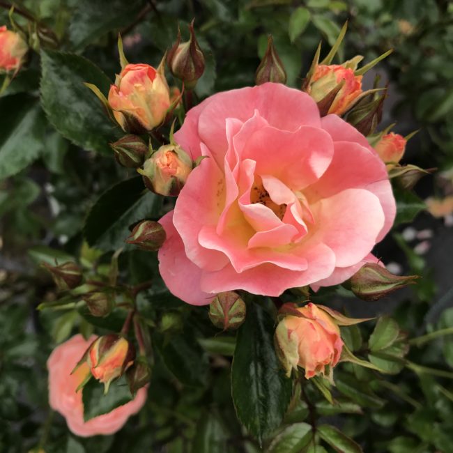 Peach Drift rose