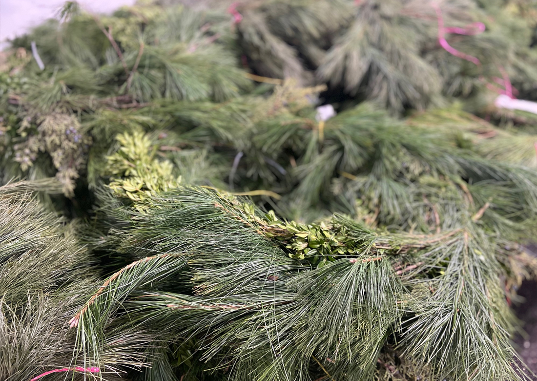 Pinus wallichiana