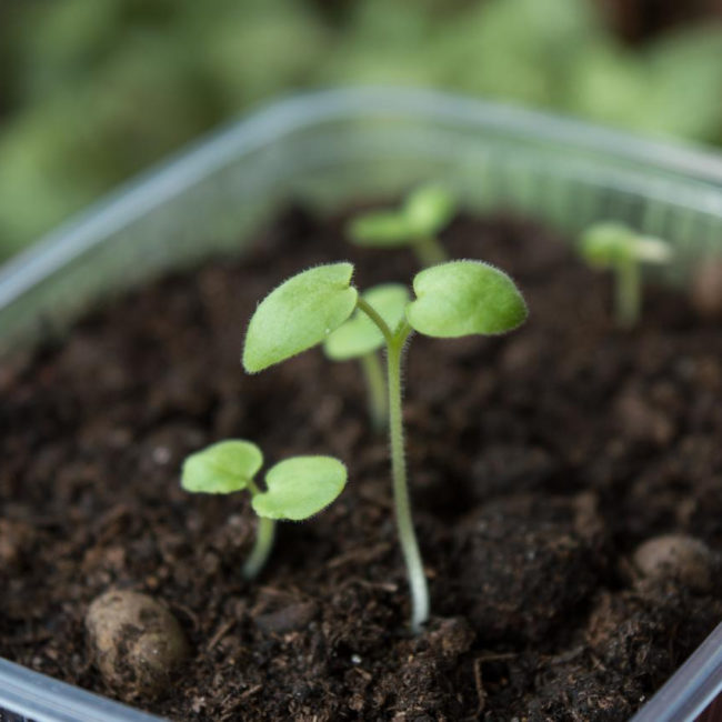 seed starter