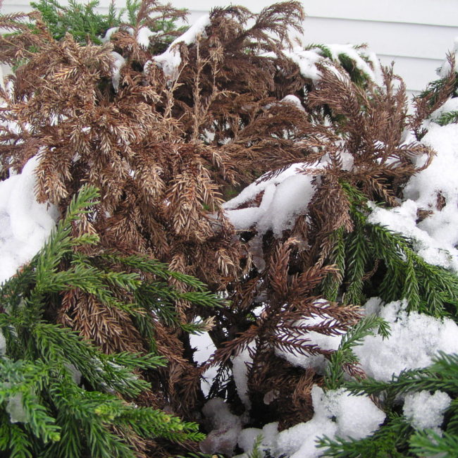 winter landscape