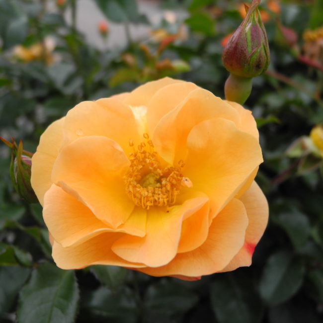 Garden roses