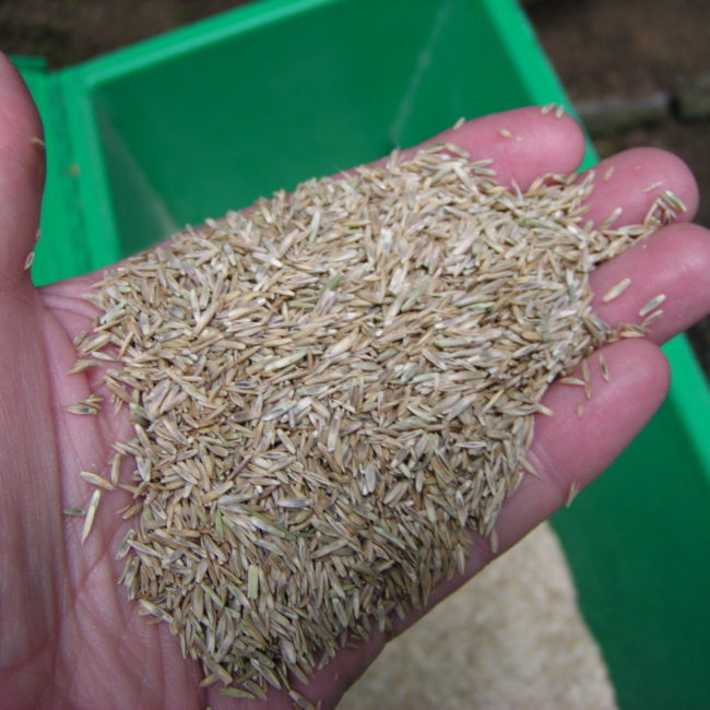 Forage grass seeds