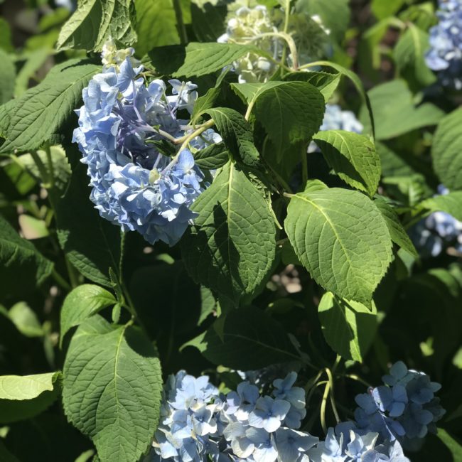 Hydrangea macrophylla Plant