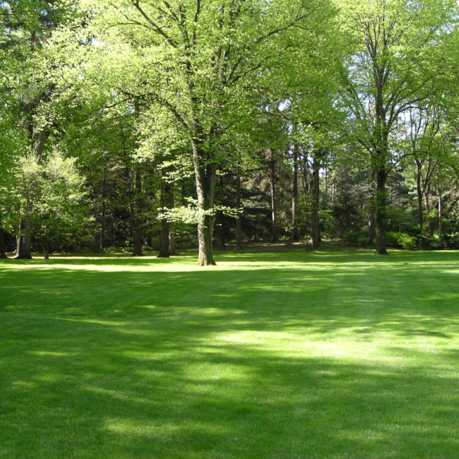 green trees
