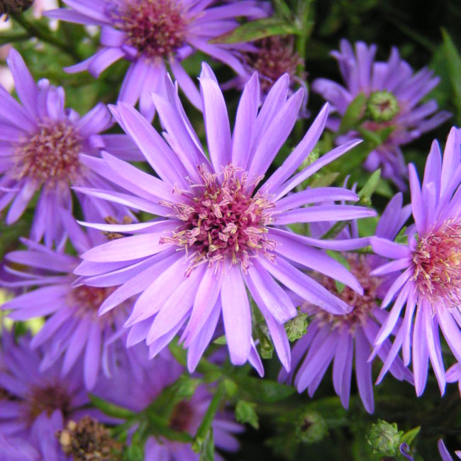 European Michaelmas-daisy Plant