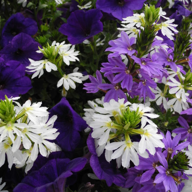 scaveola & wave petunias Moramarco