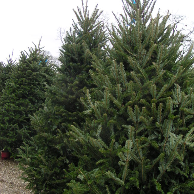 Fraser fir Plant