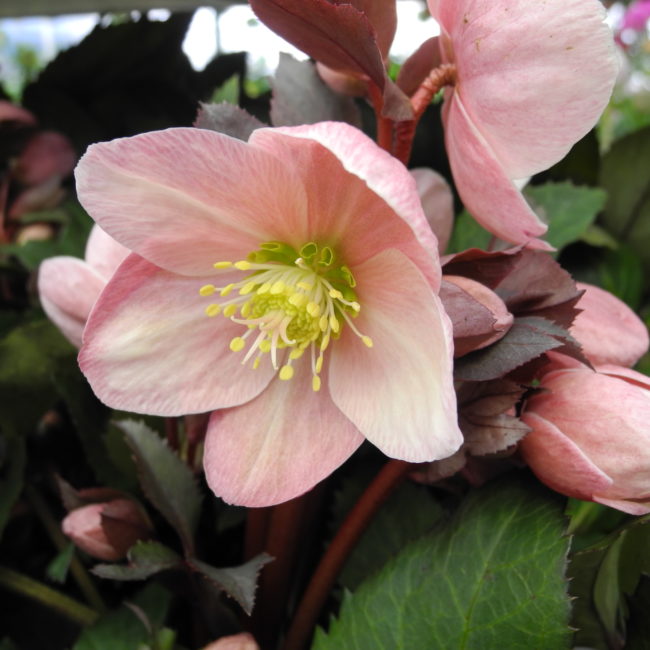 Hellebore Moramarco