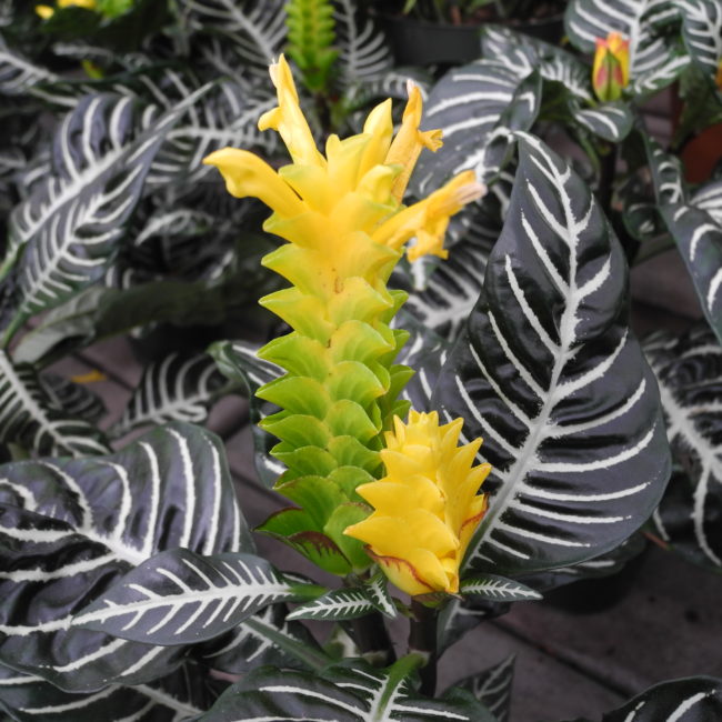 Zebra with leaves and flower