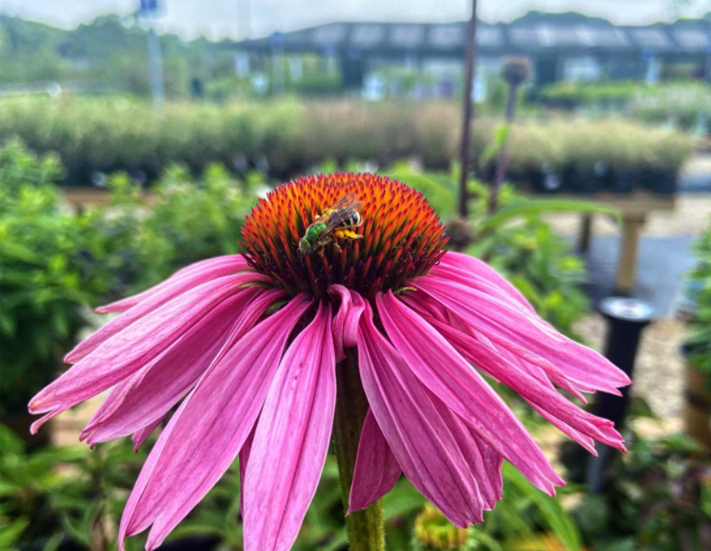 pollinators