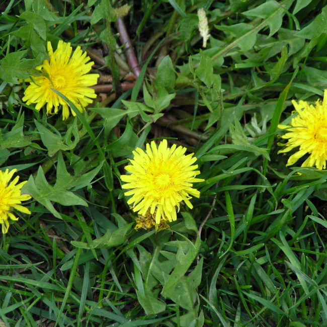 Common Dandelion plant