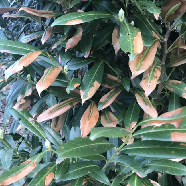 Cherry laurel Plant