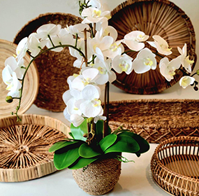 Phalaenopsis