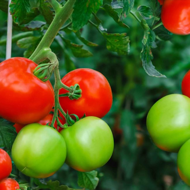 green red tomato