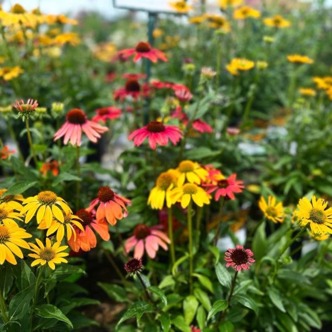 multi colours flowers