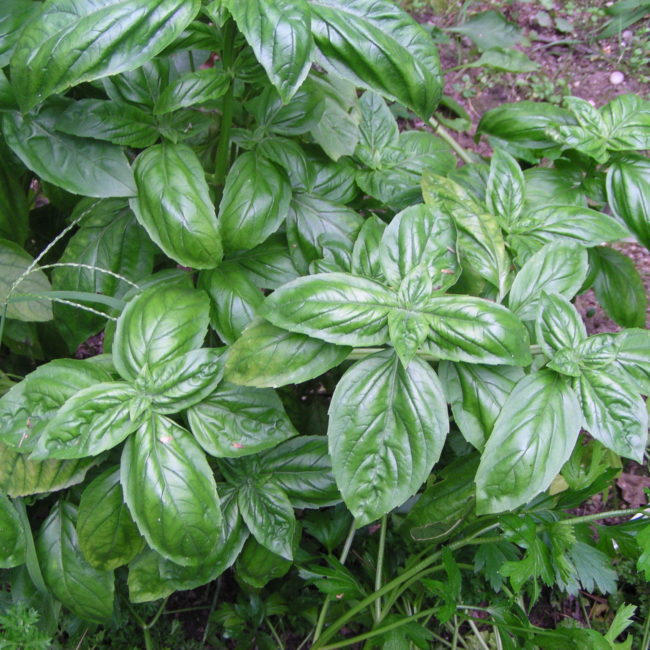 Basil