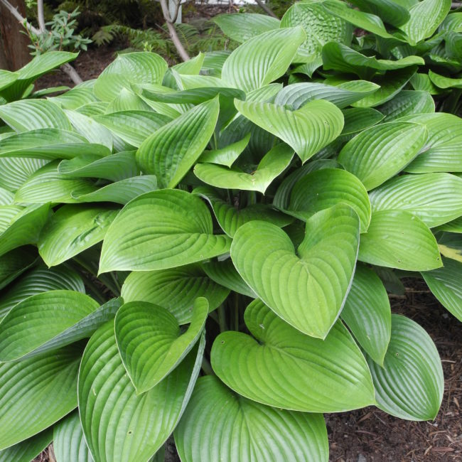 Hosta Moramarco