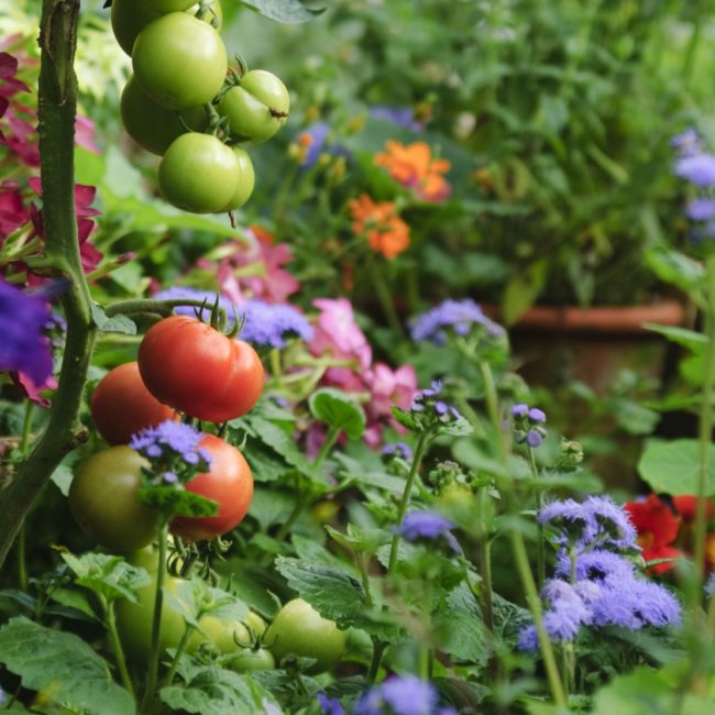 green red tomato