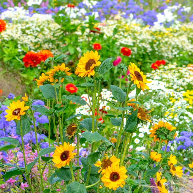 sun flowers