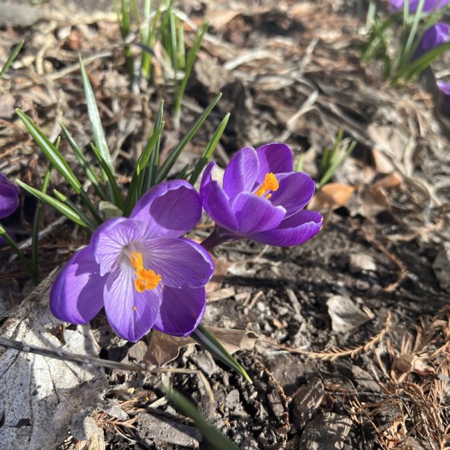 Crocus