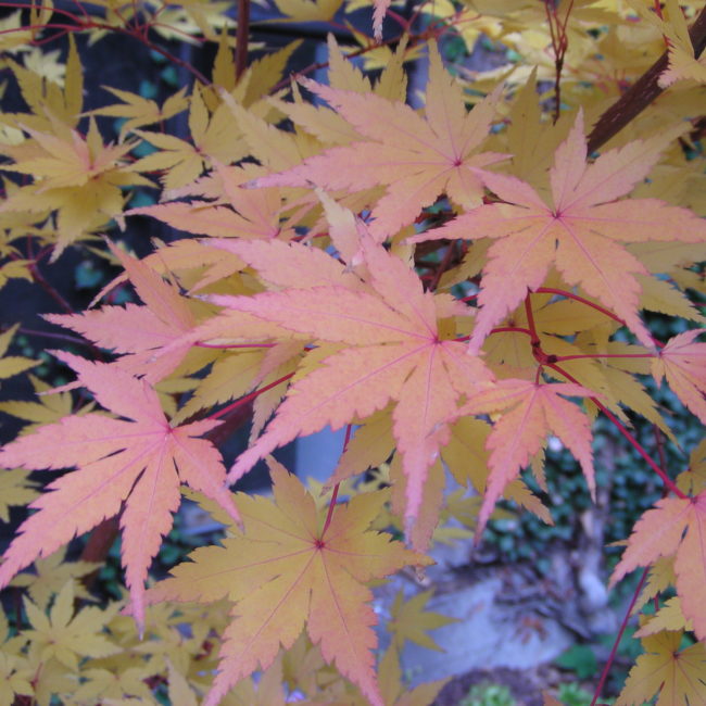 marijuana leaves