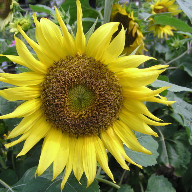 sun flower