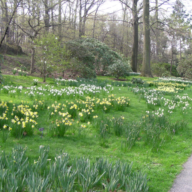 growing daffodils