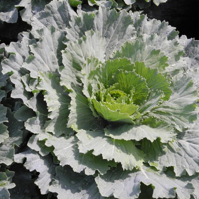 Ornamental Cabbage