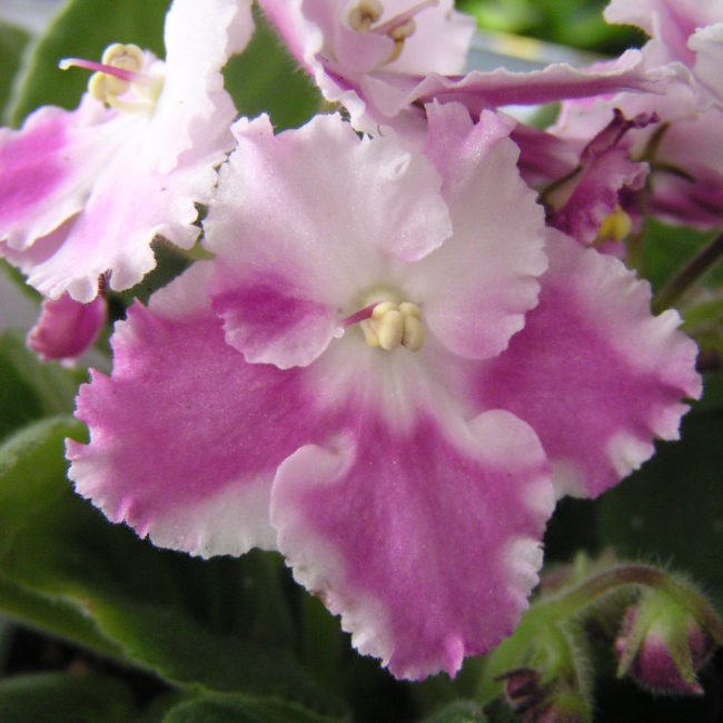 African violet