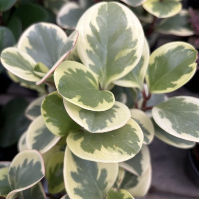 Baby rubberplant