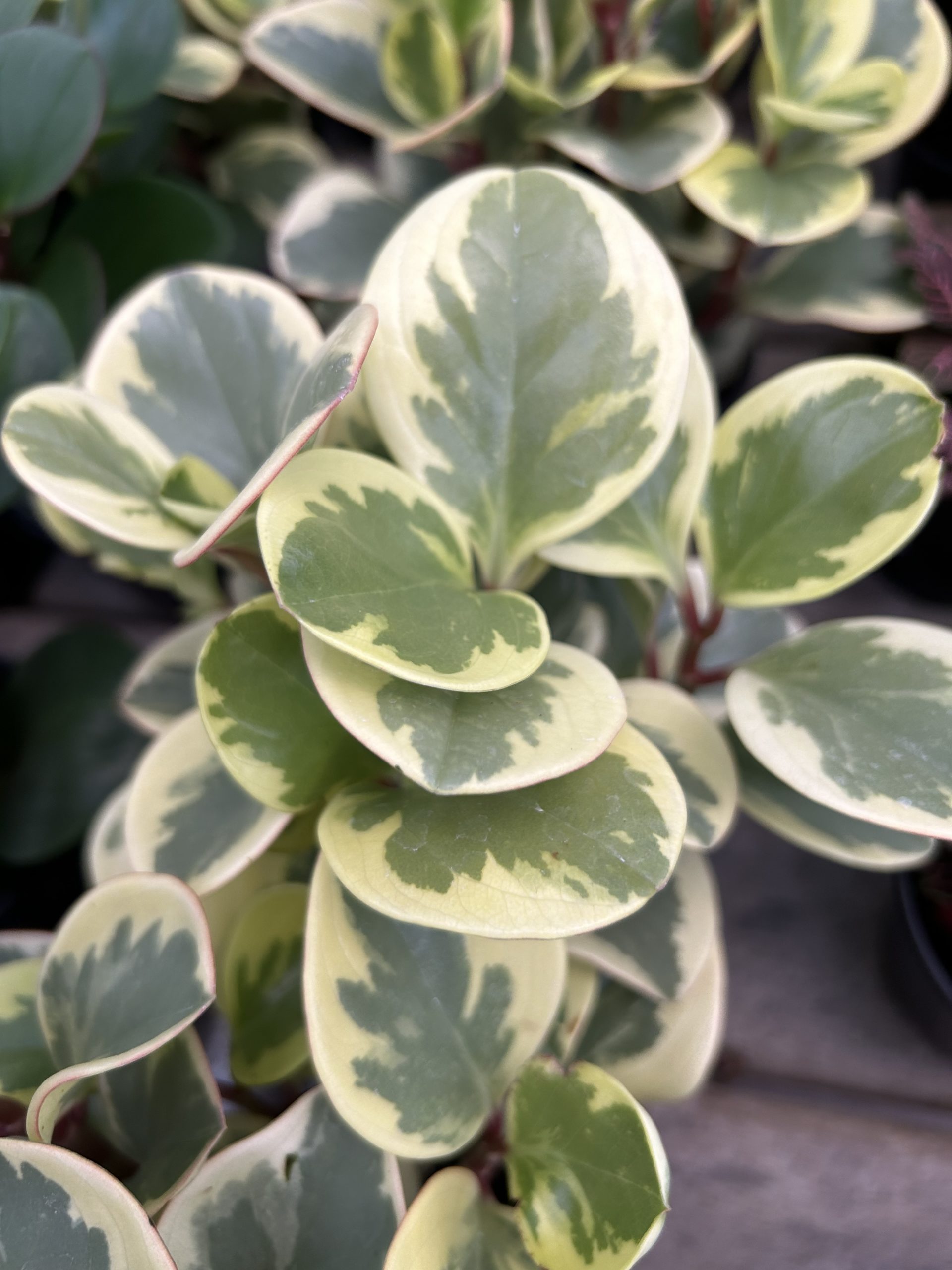 Baby rubberplant