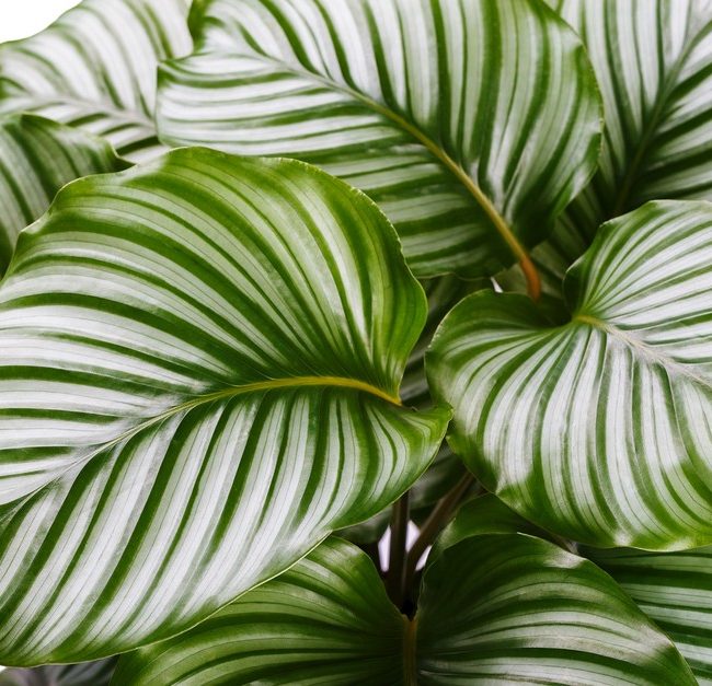 Calathea Orbifolia plant