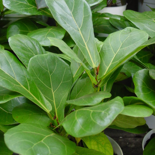 Ficus lyrata 1