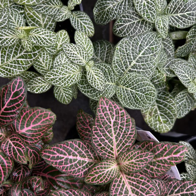 Fittonia Moramarco