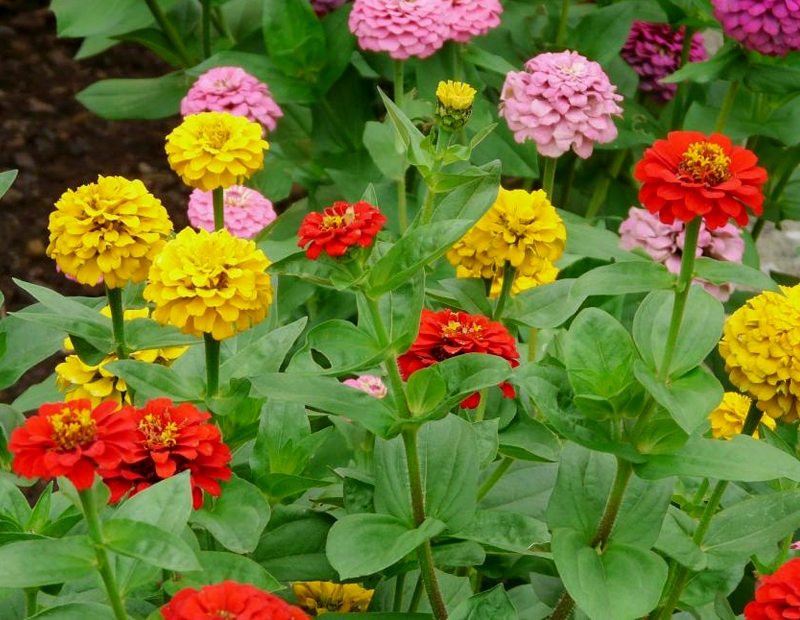 cutting garden
