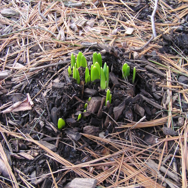 Sprouting Plant