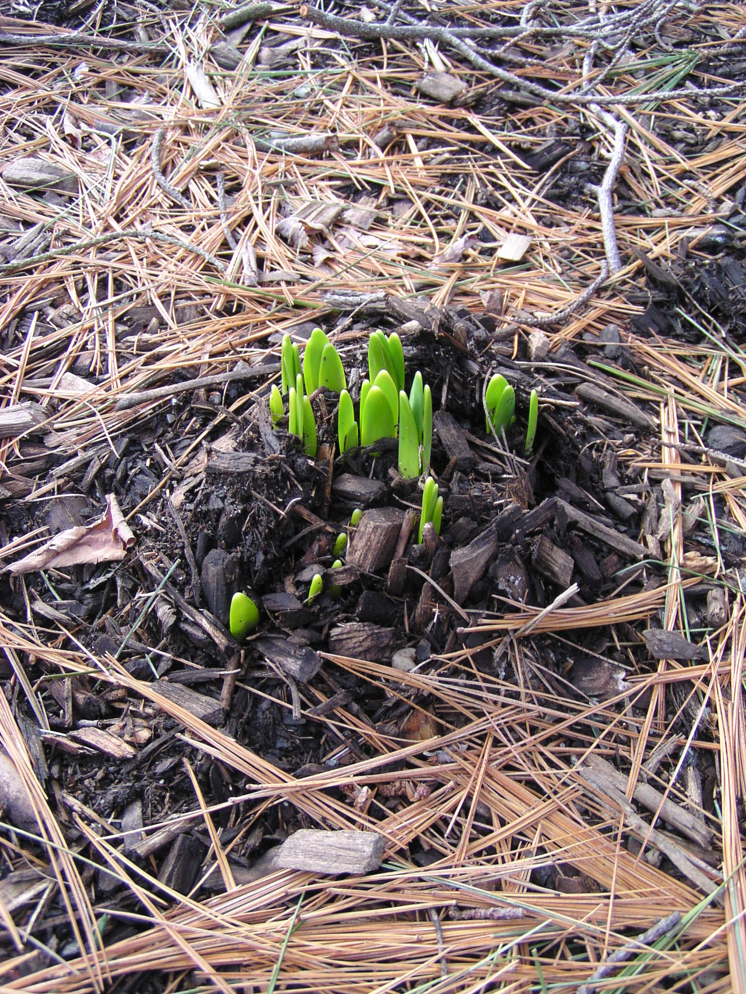 Sprouting Plant