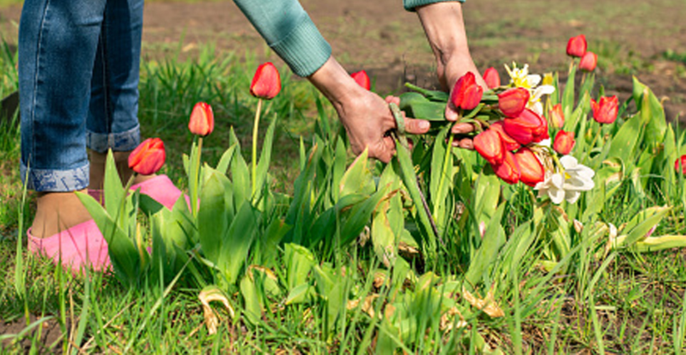 tulip1