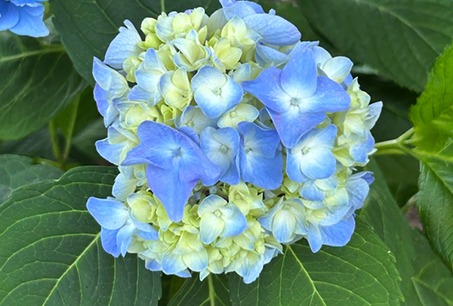 hydrangeafestival
