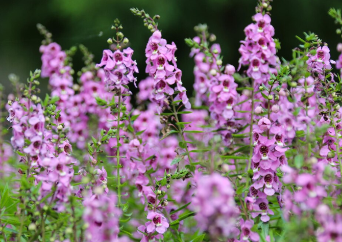 angelonia