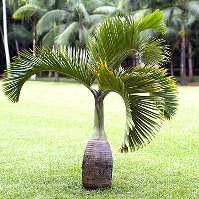 bottle palm