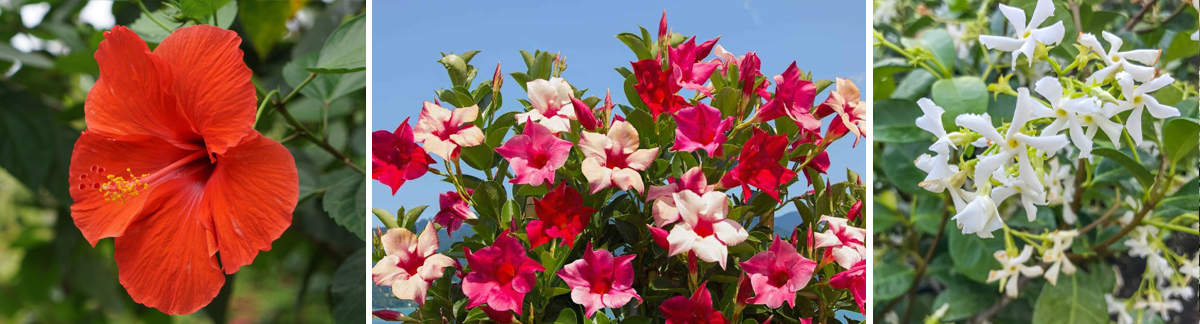 flowering trops