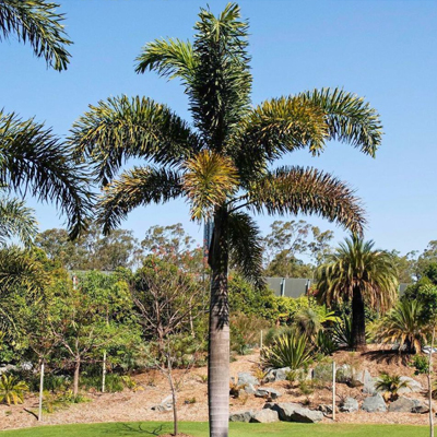 foxtail palm