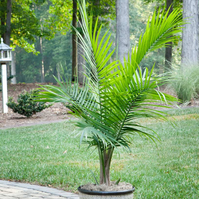 majesty palm