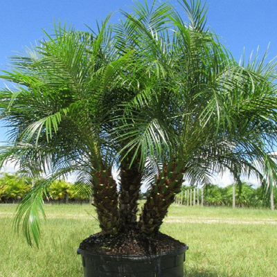 roebelinii palm